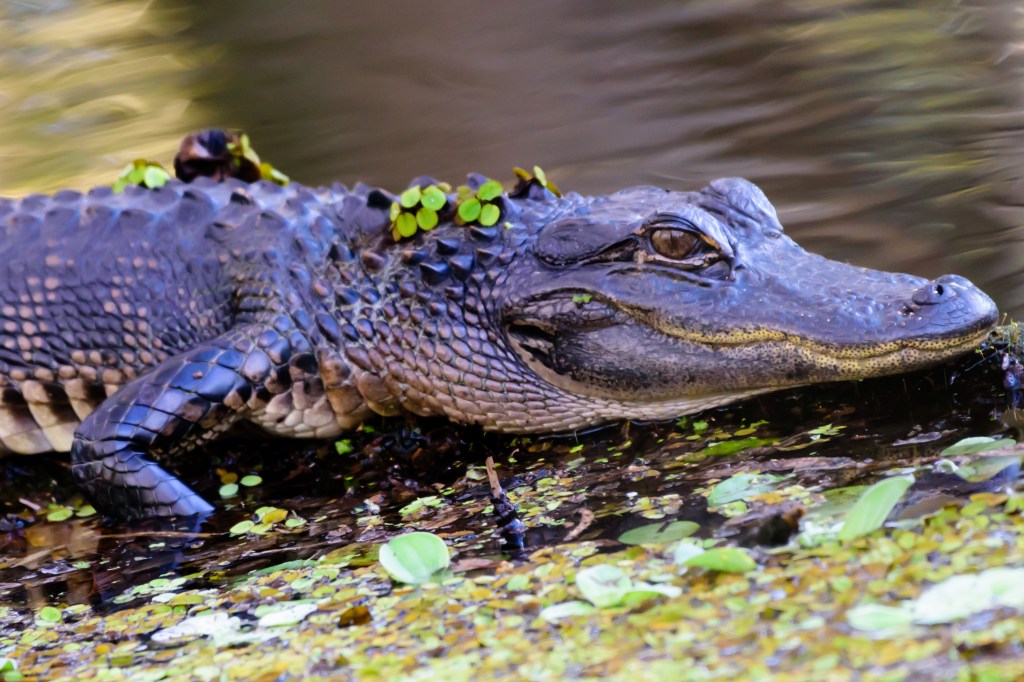 Audubon’s Corkscrew Swamp&nbsp;Sanctuary