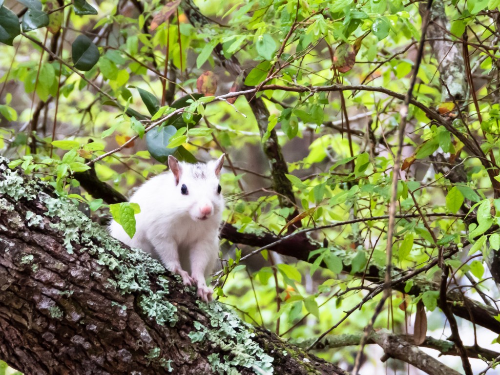 Ochlockonee River State&nbsp;Park
