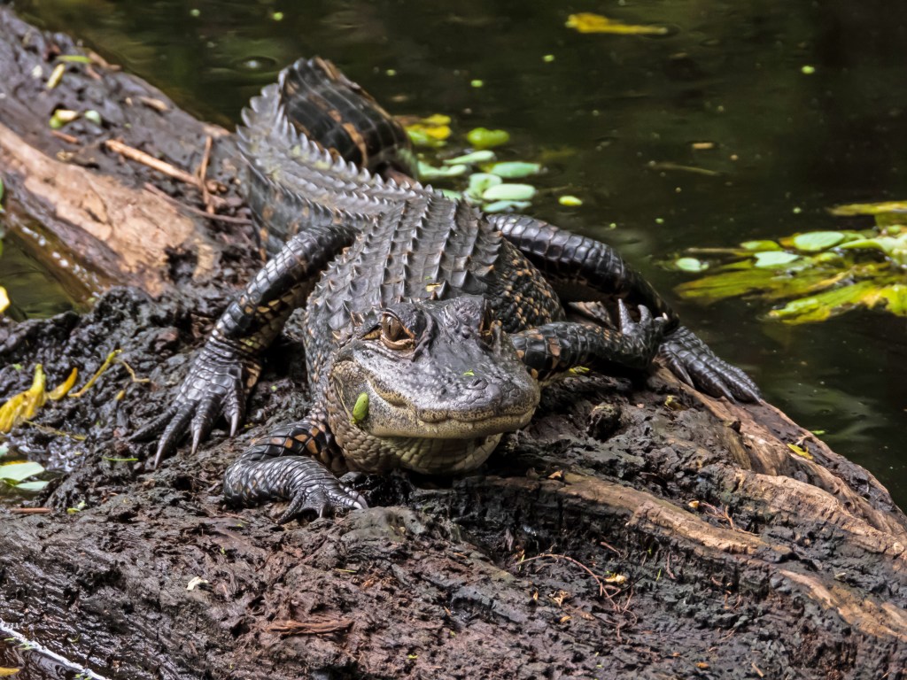 Sharing the Trails with&nbsp;Alligators