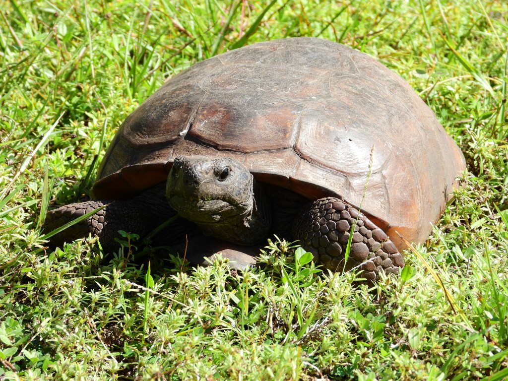 Gopher Tortoises