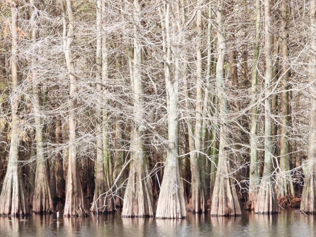 Six Mile Cypress Slough&nbsp;Preserve