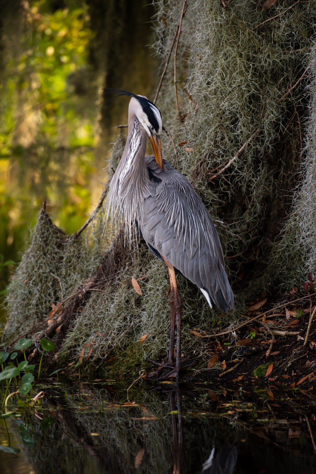 Common Wading Birds of&nbsp;SWFL