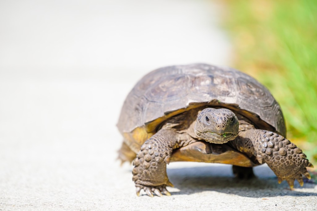 Disturbance and Succession