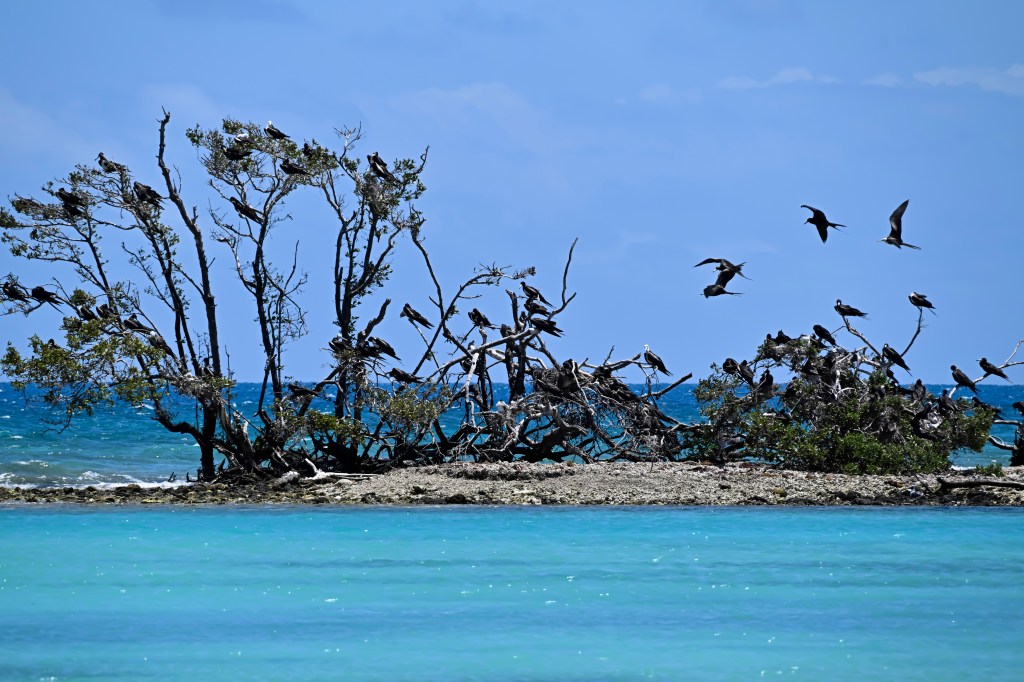 Magnificent Frigatebirds perched and flying around a small island in the Dry Tortugas. 